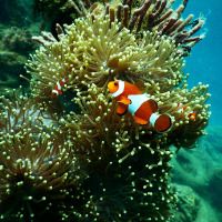Scuba diving